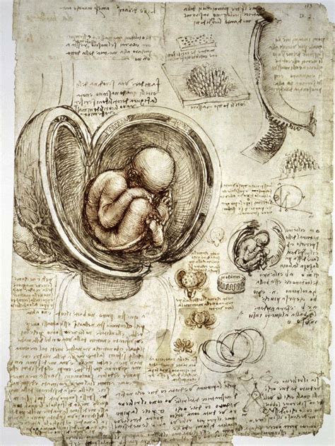 leonardo da vinci anatomy.